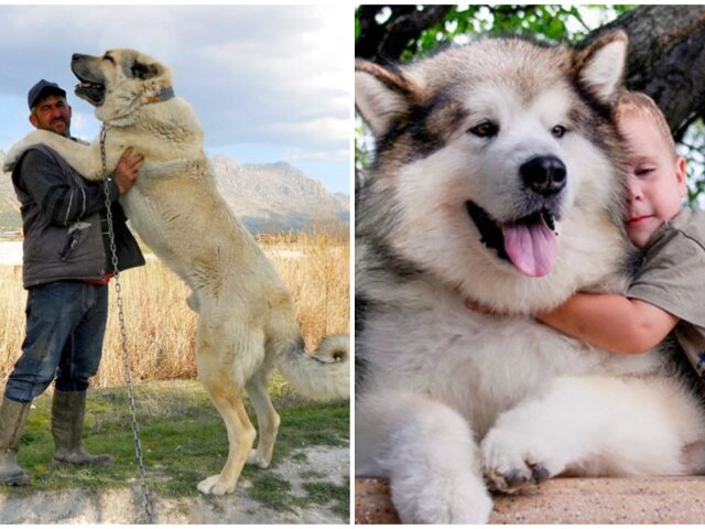 21 порода собак величезних розмірів