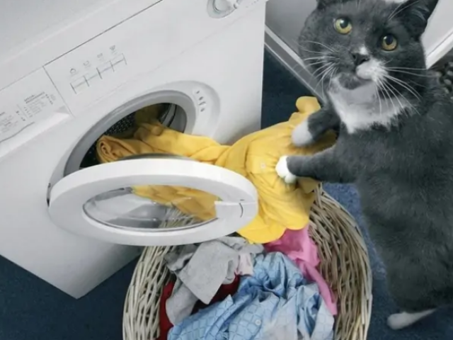 Зроби це, щоб прибрати шерсть тварини з одягу під час прання