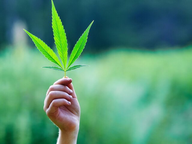 Legalizatsiya-marihuany