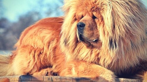 Найбільш рідкісні породи собак