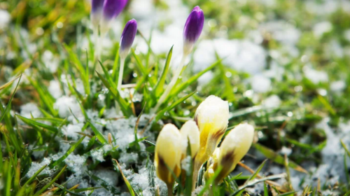 Похолодание, весна, погода, изображение из свободных источников