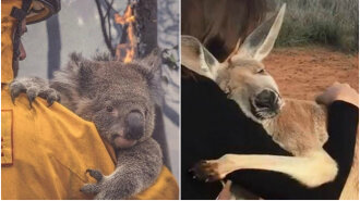 Пожары в Австралии: выжившие животные