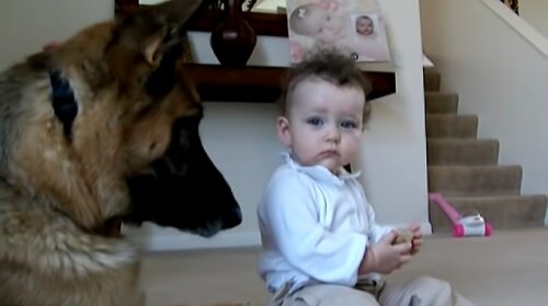 Маленькая девочка отобрала косточку у пса: его реакция трогает до глубины души (ФОТО, ВИДЕО)