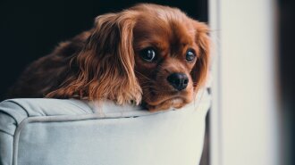 Породи собак, які заборонено тримати в квартирі