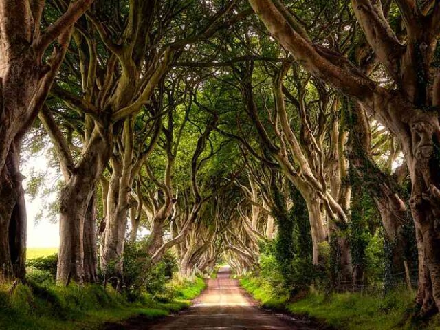 природа, природа Ирландии, красивый фото
