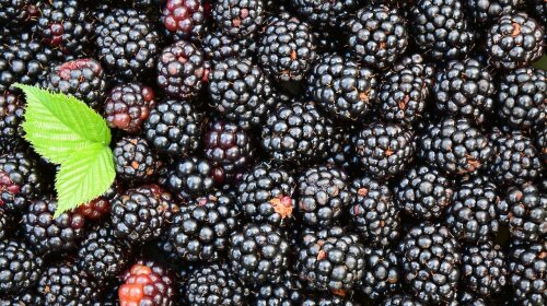 Чудо-ягода: названы невероятные свойства ежевики