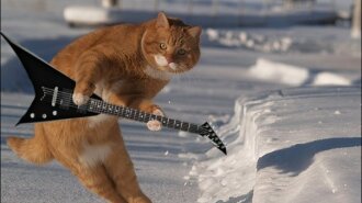 Усатые рок-звезды: пользователи Сети похвастались музыкальными талантами своих котиков