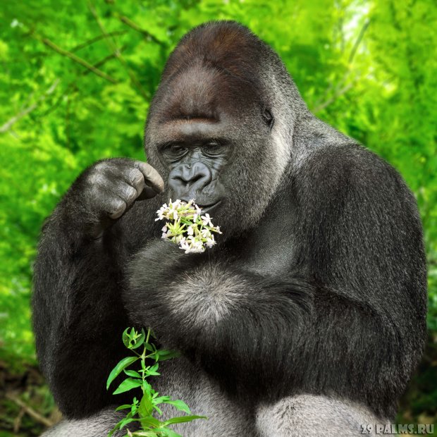 Интересные факты о гориллах