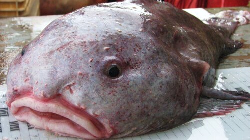 Сама "потворна" риба у світі: у мережі з'явилися фото унікальної тварини