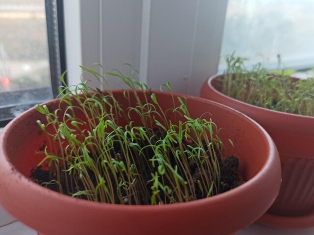 Как правильно вырастить зелень в квартире