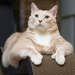 Самый толстый кот
