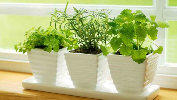 комнатные растения, польза растений для детей