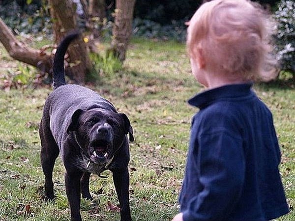 Усиновлений хлопчик врятував маленьку сестру від собаки