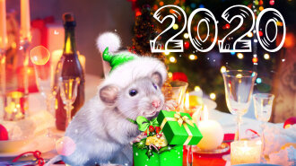 Новый год 2020: новогоднее меню в год Крысы