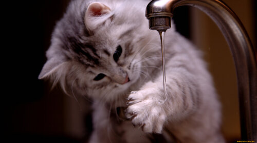 Три породи кішок, які не бояться води