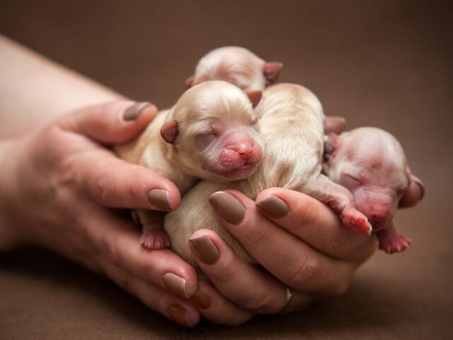 Крошечные собаки в ладонях: фотоподборка милых щенков