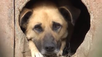 Во Львовской области пес загрыз свою хозяйку