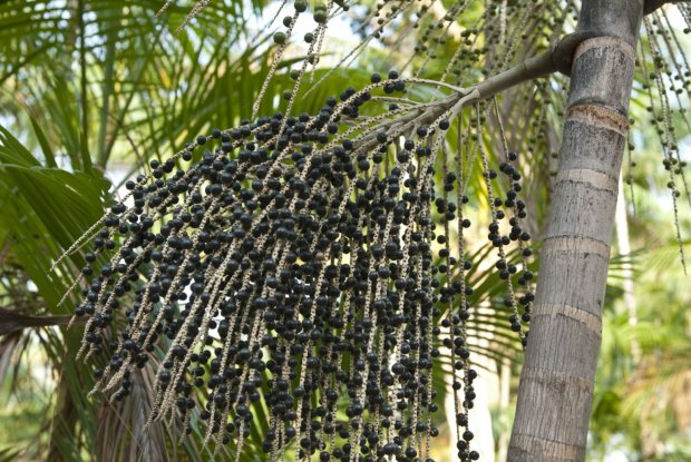 Плоди пальми асаї