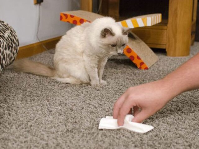 Как избавиться от запаха кошачьей мочи в доме