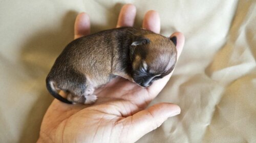 найменша собака в світі