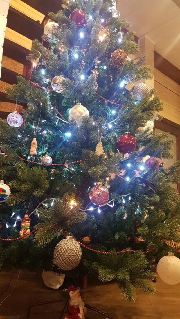 Телеведущий Олег Панюта похвастался своей новогодней красавицей-елкой