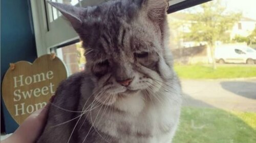 В Сети нашли самого "несчастного" кота в мире (ФОТО)