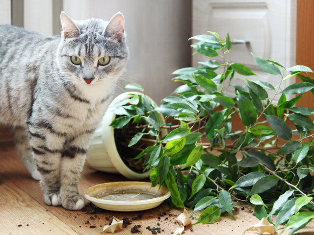 Як захистити кімнатні квіти від кішок