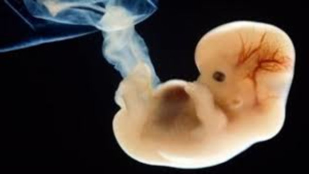 Развитие эмбриона на шестой недели беременности