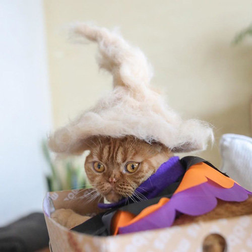 Японец делает шапки котикам из их собственной шерсти