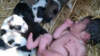 "Настоящее чудо": бездомные щенки спасли брошенную новорожденную девочку в поле (ФОТО)