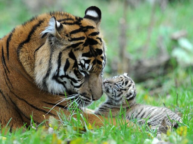 Тигрица учит тигренка плавать: фото