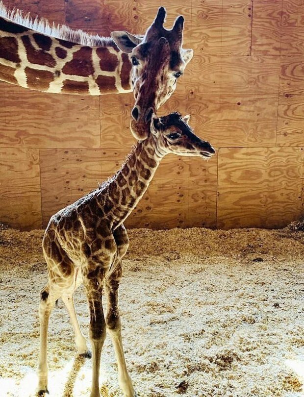Через час после рождения жирафенок уже скакал по вольеру