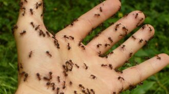 Уляна Супрун рассказала, чем опасны насекомые и как себе помочь при укусе