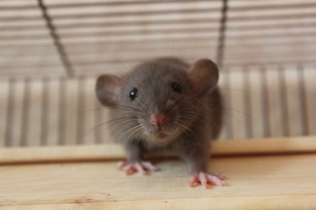 «Два миллиона гривен на крыс»: Ульяна Супрун рассказала, куда на самом деле идут бюджетные деньги