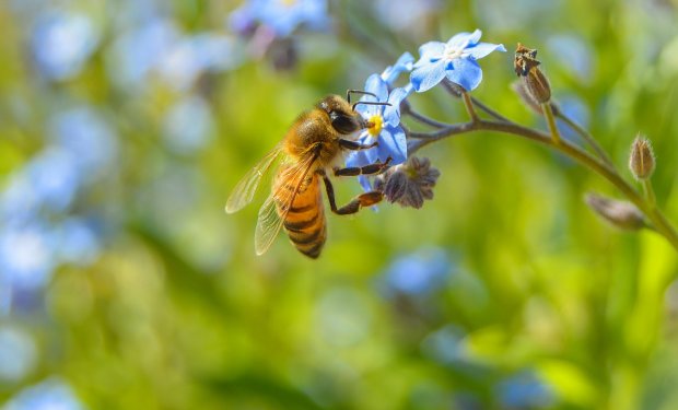 Пчелы — посланцы Господа