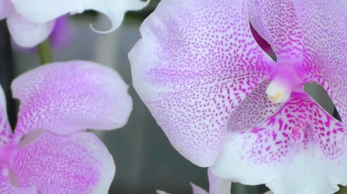 Орхідея. Фото: скріншот youtube.com