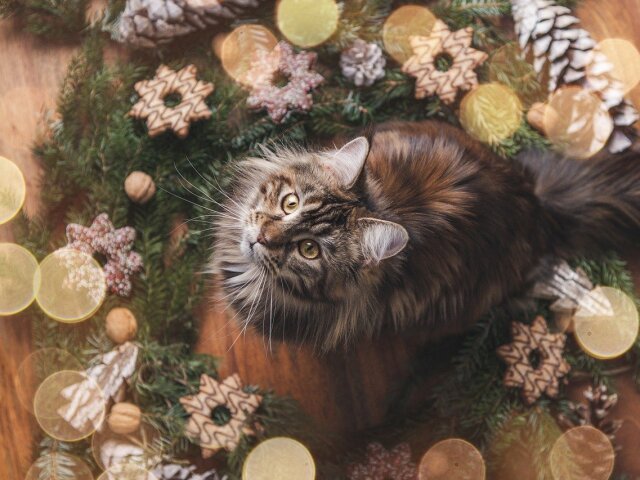 Рождество. Фото:  miezekieze с сайта Pixabay