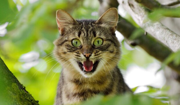 Психологи назвали 20 неймовірних фактів про психіку