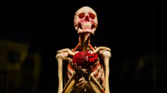 Высушенные скелеты, «живое» сердце и мозги: уникальная выставка человеческих тел устраивает «Ночь в музее» в Киеве