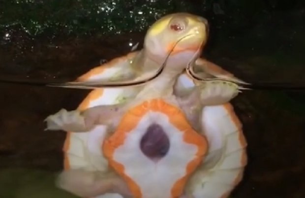 Черепаха-альбінос