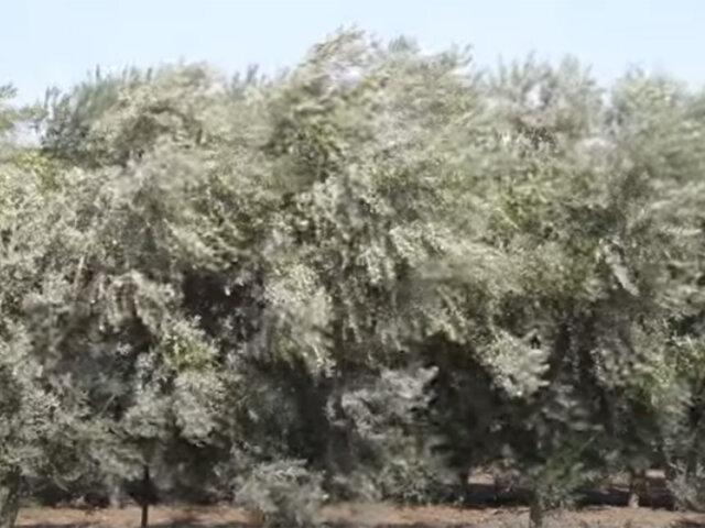 Оливковое дерево. Фото: youtube.com