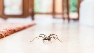 common-house-spider-on-the-floor-in-a-home-860254376-5afb557c8e1b6e0036b720ff-e1528036029865_8052640