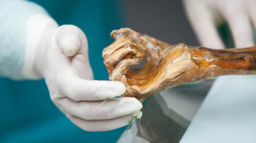 Антропологи реконструировали лицо древнейшего предка человека