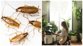 Эти комнатные растения привлекают тараканов: дома лучше не держать