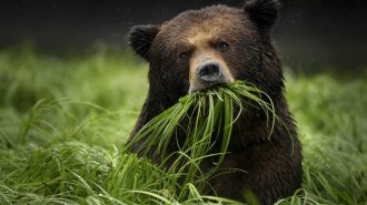 Не забыл человеческую доброту: медвежонок пришел в гости к леснику спустя 5 лет – случай вызывает умиление