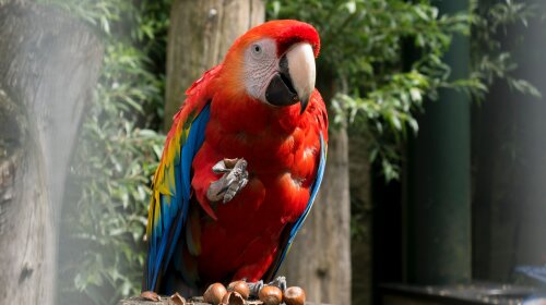Археологи нашли останки попугая-каннибала, который оказался размером с четырехлетнего ребенка (ФОТО)
