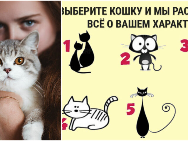 Тест на характер: обрана кішка вкаже на твою ключову рису характеру