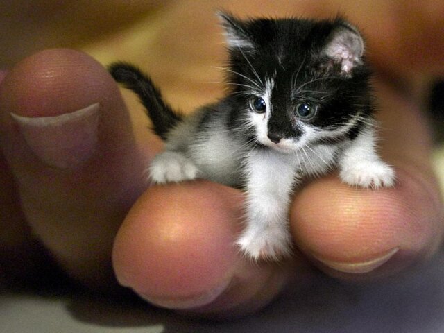 найменша кішка