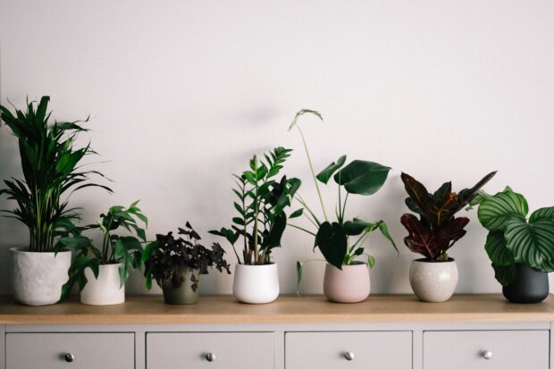 5 речей, які треба зробити до холодів: підготуй кімнатні рослини до зимового сезону