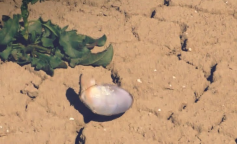 Погода, спека, посуха